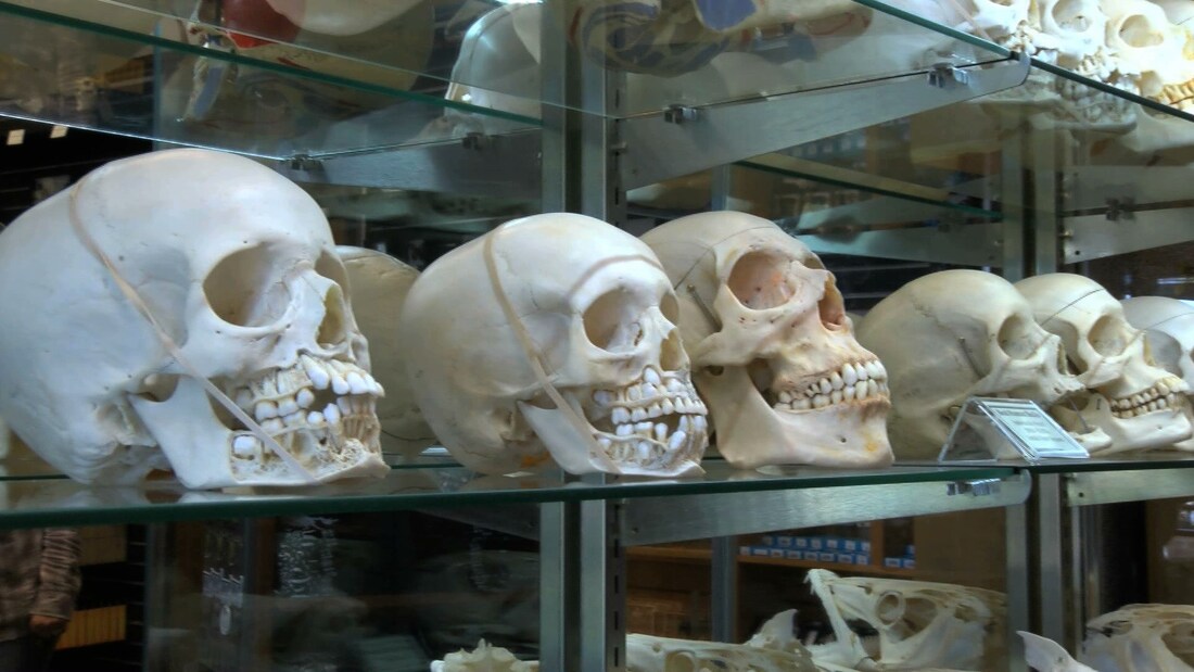 Human Skeletons at this museum