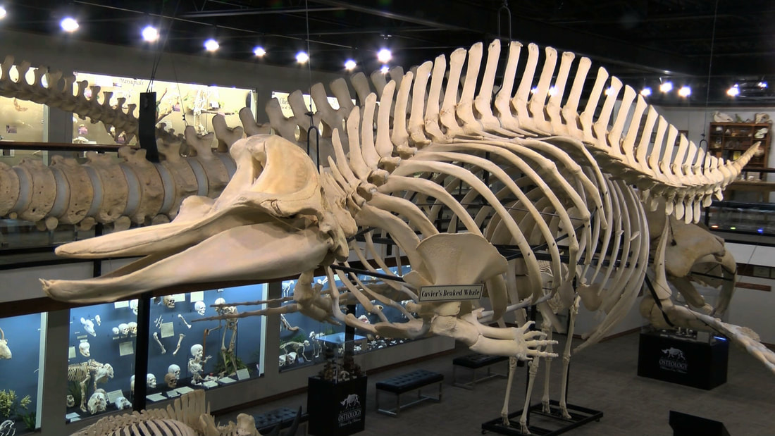Museum Of Osteology Skeleton Museum Oklahoma City, OK