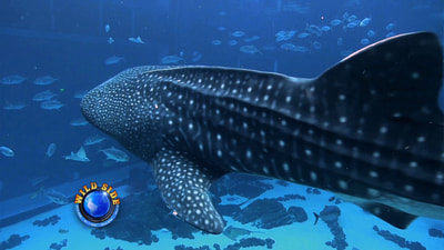 Snorkel with whale sharks!